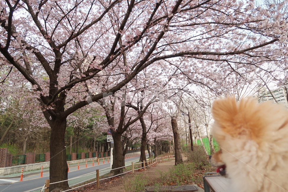 벚꽃,꽃개,벚꽃개,포메,고독한개