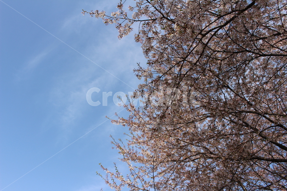 하늘,벚꽃,봄,파란하늘,배경화면,봄,계절,spring,season,plant,식물,tree,나무