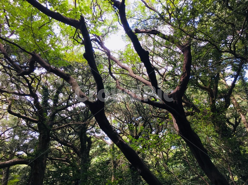 비자림,제주도,나무,숲,가지,초록,그린,자연,풍경,nature,landscape,tree,plant,식물,tree trunk,나무 줄기,vegetation,초목