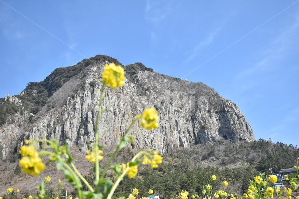 제주도,유채꽃,자연,산,풍경,봄,계절,spring,season,자연,풍경,nature,landscape,제주도,jeju,jeju island,plant,식물