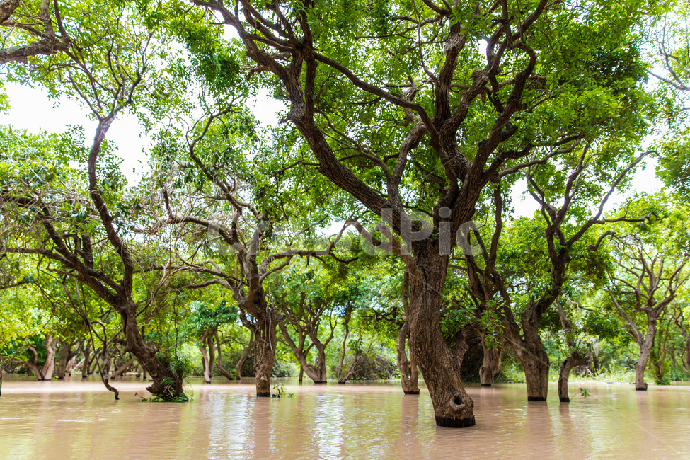캄보디아,톤레삽호수,습지,풍경,나무,관광지,감성,자연,자연,풍경,nature,landscape