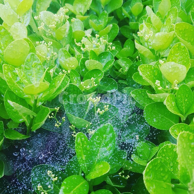 나무,초록,자연,이슬,물방울,nature,green,drop,식물,자연,plants,nature