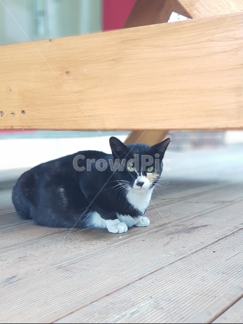 고양이,길고양이,동물,포유류,한가함,누워있는사진,무늬,털,야생,클로즈업,확대,cat,고양이눈,꼬리,발,그루밍,일상,마당,귀여운,cute,animal,mammal,kitten,kitty,동물,animal,포유류,mammal,고양이,cat,kitten,kitty