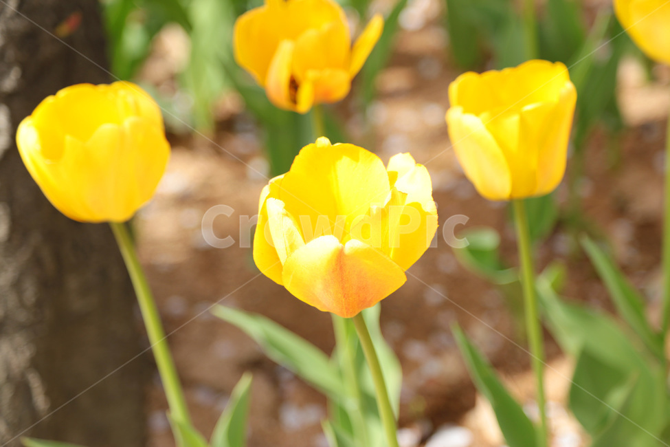 튤립,꽃밭,봄,tulip,꽃,flower,식물,plant,yellow,노랑,노란튤립