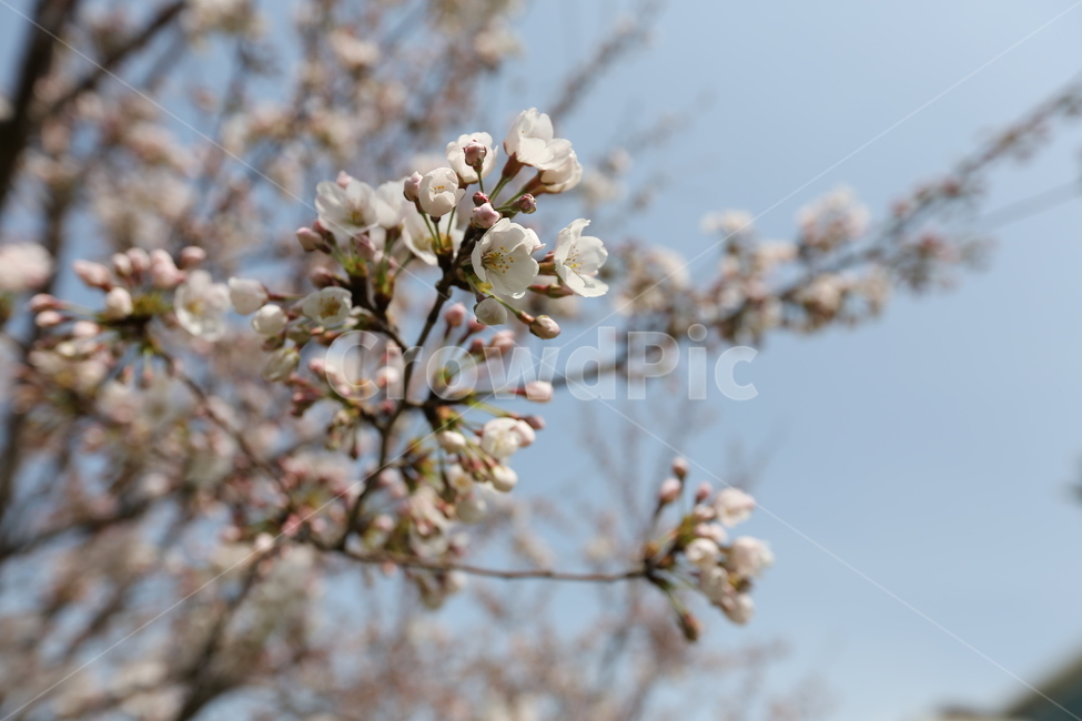 벚꽃,봄,풍경,자연,사진,감성,벚꽃축제,꽃,식물,자연,plants,nature,꽃,flower