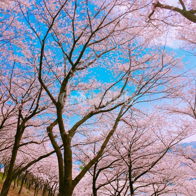 벚꽃,산,풍경,봄,자연,봄,계절,spring,season,tree,나무,plant,식물,tree trunk,나무 줄기