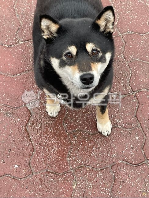 동물,animal,개,시바견,강아지,애완동물,귀여운,시바