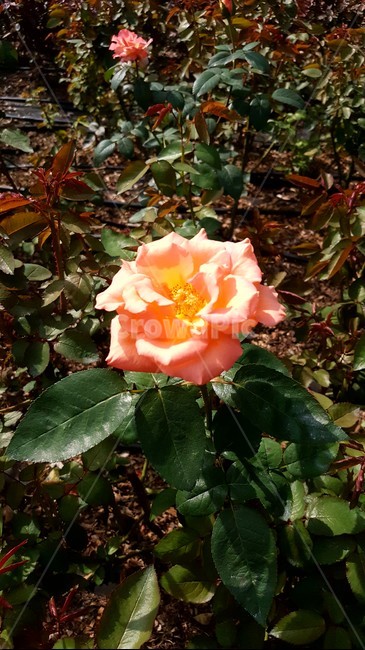 꽃,식물,장미,blossom,rose,flower,plant
