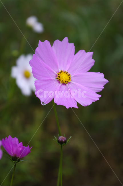 코스모스,꽃,flower,식물,plant,가을,가을,계절,fall,autumn,season,식물,자연,plants,nature,꽃,flower,geranium,제라늄,blossom