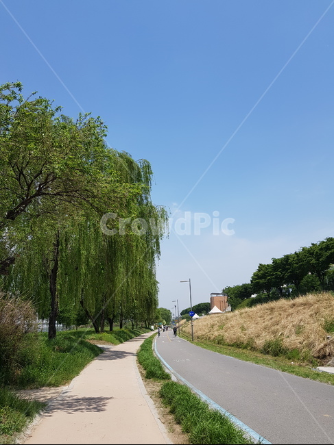 한강,공원,하늘,나무,갈대,sky,tree,hanriver,reed