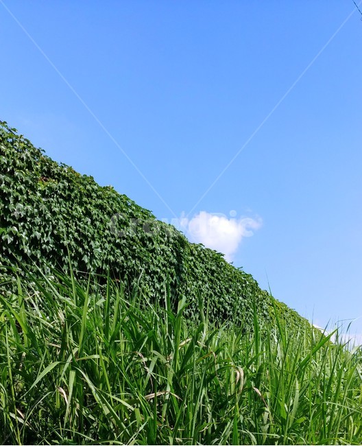 담장,하늘,풀,초록,경계,식물,자연,plants,nature