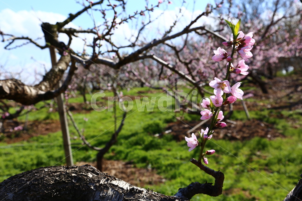 전주원동마을,복사꽃,원동과수원마을,복숭아꽃,봄꽃,봄,계절,spring,season,식물,자연,plants,nature,꽃,flower,plant