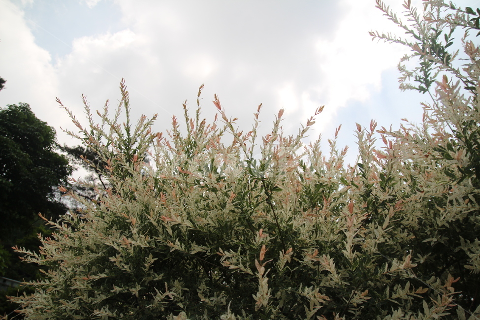 sky,tree,leaf,patterned willow,willow tree