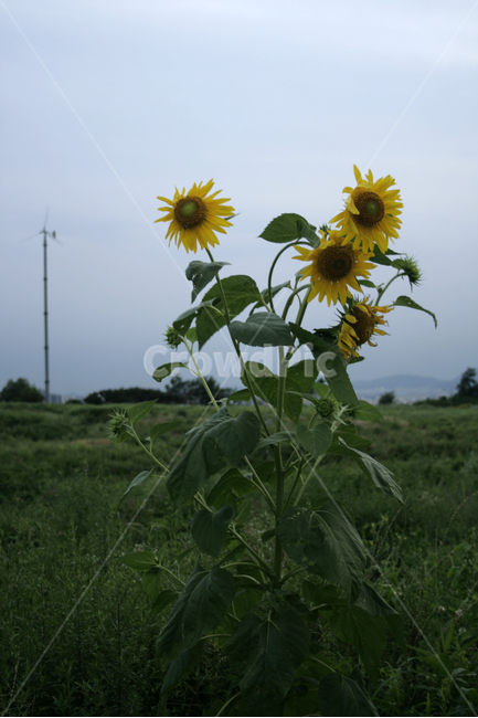 해바라기,식물,flower,plants,nature,꽃,꽃봉오리,여름,계절,summer,season,가을,fall,autumn,식물,자연,plants,nature,꽃,flower,plant,blossom