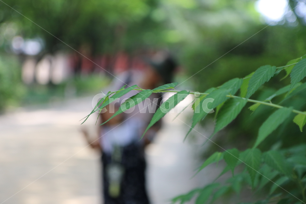 자연,나뭇잎,그린,여름,공원,식물,자연,plants,nature