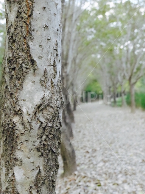 가로수길,플라타너스,수목원,너와함께,거닐다함께,이미지,사진,식물,자연,plants,nature