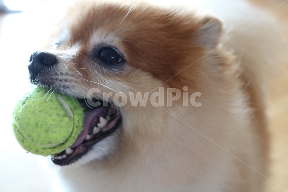 강아지,공을문강아지,포메라니안,dog,puppy,adogandaball,cute,adorable,active,animal,play,playwithdog,pomeranian,귀여운,사랑스러운,개,곰돌이컷,활기찬,행복한,동물,반려견,동물,animal,포유류,mammal,개,강아지,dog,doggy