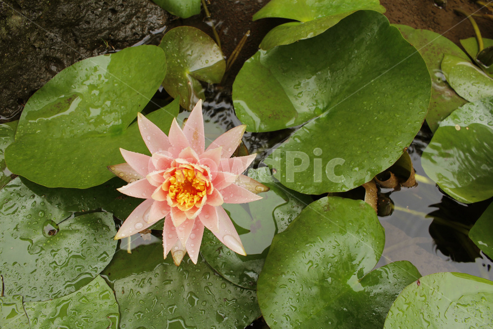 연꽃,연못,비,비오는날연꽃,연잎,식물,자연,plants,nature,꽃,flower
