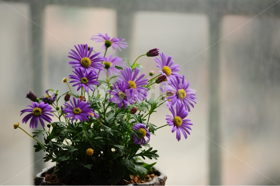 보라국화,사계국화,국화,야생화,애기국화,실내용화초,화분,화초,house plant