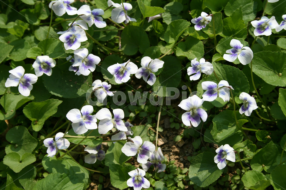종지나물,미국제비꽃,봄,봄날,봄풍경,감성,spring,flower,공원,풍경,식물,새싹,잎,초록,꽃,보라,봄,계절,spring,season,식물,자연,plants,nature,꽃,flower,blossom,geranium,제라늄,plant