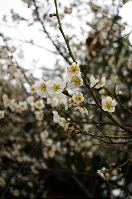 봄,spring,계절,식물,plant,자연,nature,꽃,flower,매화,식물,자연,plants,nature,꽃,flower