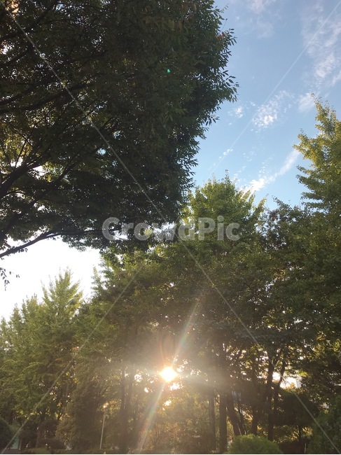햇빛,여름,나무,하늘,자연,자연,풍경,nature,landscape,light,빛,flare,플레어,sunlight