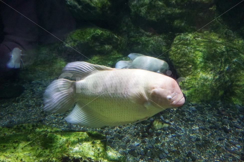 물고기,해저,바다,아쿠아리움,몰속,sea,강,동물,animal,어류,물고기,fish