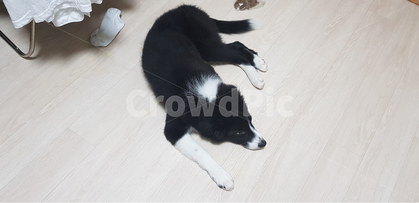 보더콜리,반련견,애완견,집개,개,강아지,콜리,동물,animal,포유류,mammal,개,강아지,dog,doggy