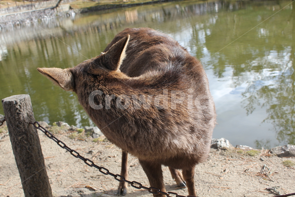 사슴공원,일본,사슴,japan,아기사슴,사슴클로즈업,동물,animal,포유류,mammal