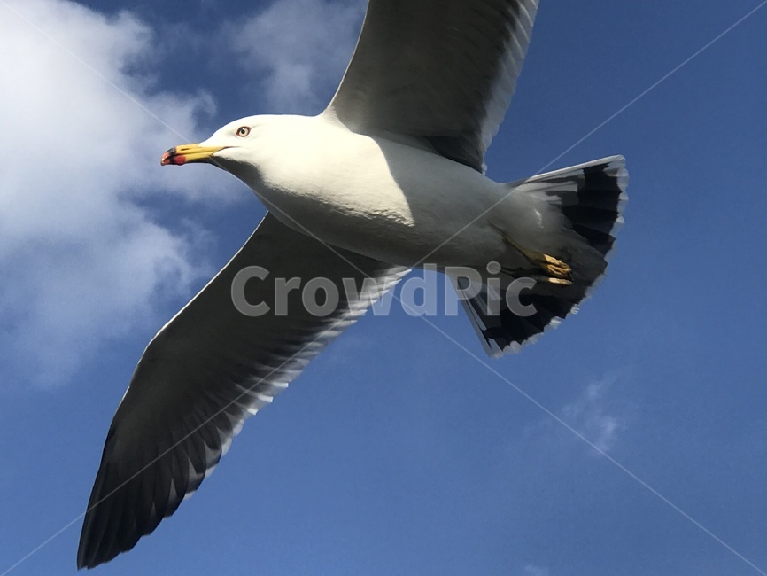 새,하늘,갈매기,구름,자유,바람,동물,animal,조류,새,birds