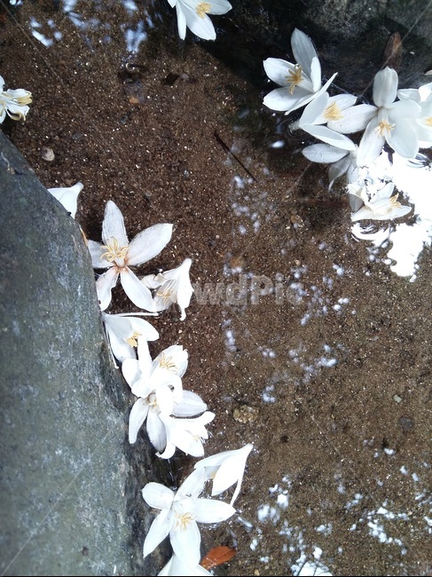 자연,계곡,풍경,힐링,꽃잎,쉽터,경기도,물,물결,바위,포천시,nature,healing,water,valley,흐름,꽃,flower,식물,감성사진