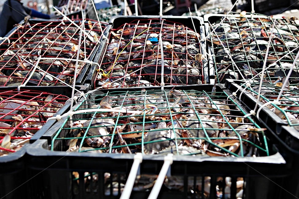 꽃게,게,먹거리,음식,요리,식재료,광주리,각우,수산물,해산물,fishery products,seafood,어업,fishery,fishing industry