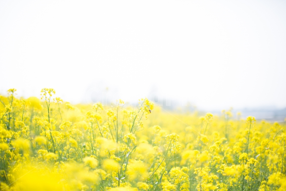 유채꽃,노란색,노랑,꽃밭,yellow,Rapeflower,flower,감성사진,봄,계절,spring,season,자연,풍경,nature,landscape,식물,plants,꽃,flower,감성,sensible,feeling,field,들