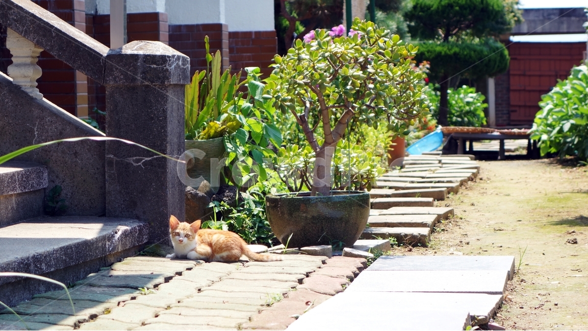 고양이,마당,동물,아기고양이,cat,동물,animal,포유류,mammal,고양이,cat,kitten,kitty