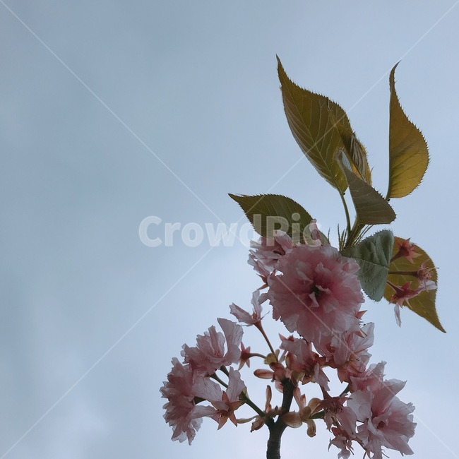 벚꽃,꽃,봄,하늘,cherryblossom,flower,봄,계절,spring,season,식물,자연,plants,nature,꽃,flower,plant,blossom