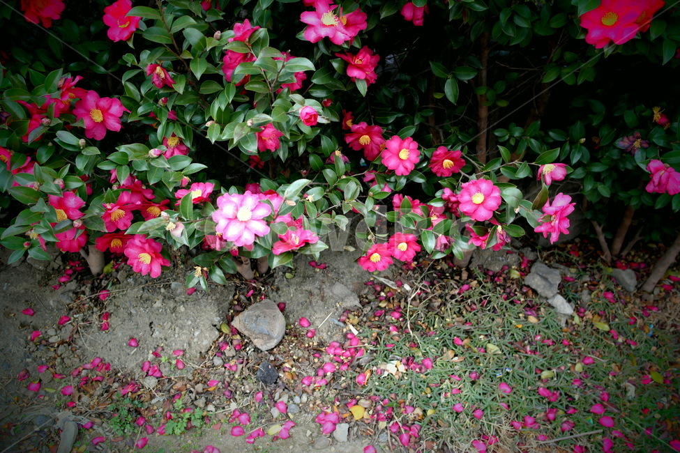 geranium,제라늄,blossom,plant,식물,flower,꽃,petal,꽃잎,제주도,동백,동백꽃,jeju,camelia,pink,rain,애기동백