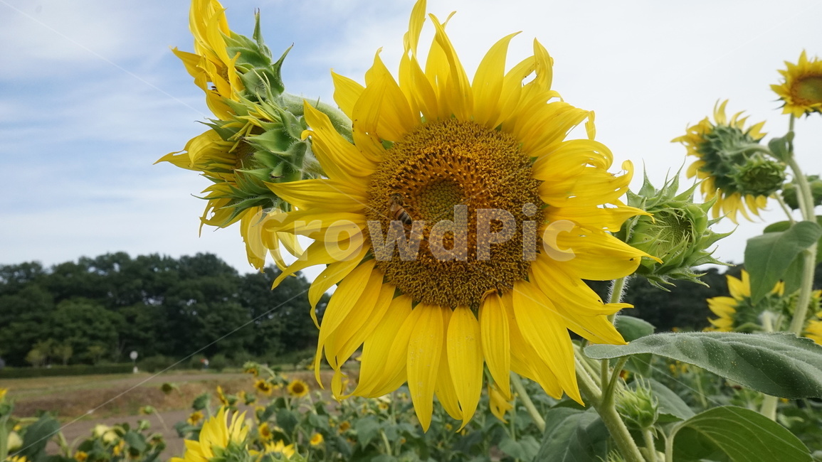 노랑,해바라기,꽃,활짝,꽃밭,식물,자연,plants,nature,꽃,flower