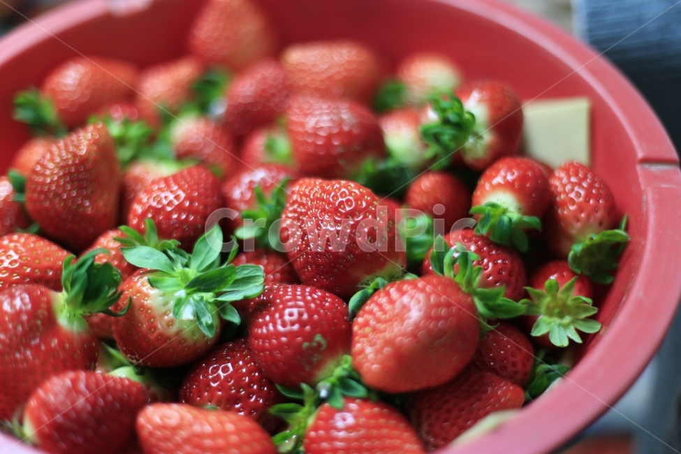 딸기,과일,열매,빨강,fruit,strawberry,nature,red,과실,농장,농작물,빨간,빨강색,맛있는,맛있다,싱싱한,음식,식재료,요리,food,cook,meal,dishes,food reserves,과일,열매,fruit,채소,야채,vegetables