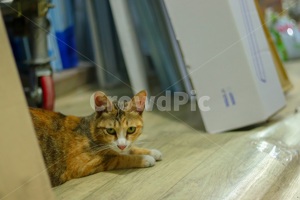 고양이,냐옹이,야옹이,길고양이,cat,동물,animal,straycat