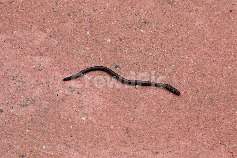 지렁이,자연,환형동물,생물,토양분해,흙,earthworm,soil,nature,organism,동물,animal,곤충,벌레,insect,bug