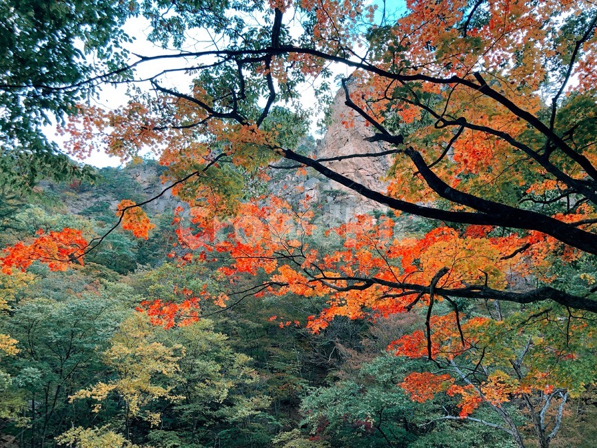 maple,단풍,mountain,설악산,tree,가을,계절,fall,autumn,season,자연,풍경,nature,landscape,plant,식물,leaf,잎,나무
