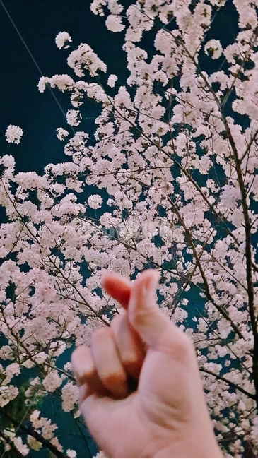 하트,벚꽃,폰배경화면,사랑,love