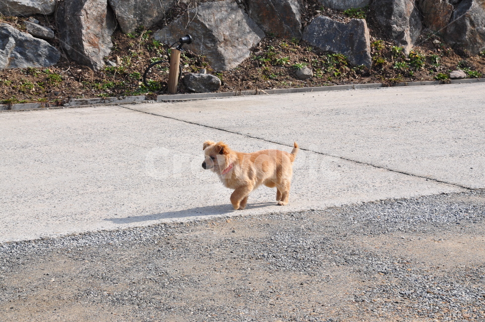 animal,동물,pet,애완동물,dog,개