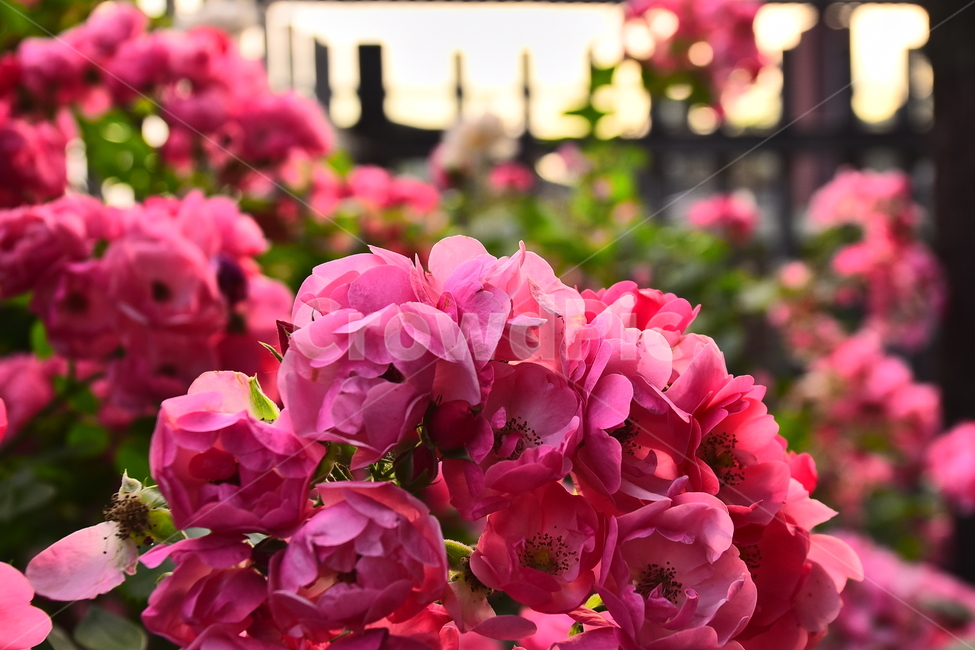 장미,장미꽃,계절,햇살,오후,시즌,꽃,5월,6월,season,rose,flowers,배경,바탕,백그라운드,분홍색,울타리,넝쿨장미