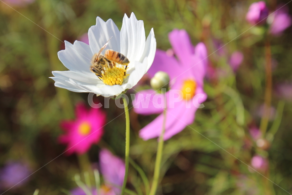 벌,코스모스,가을,flower,꽃,식물,자연,계절,꽃밭,가을,계절,fall,autumn,season,bee,animal,동물,invertebrate,무척추 동물,insect,곤충,plant,honey bee,꿀벌