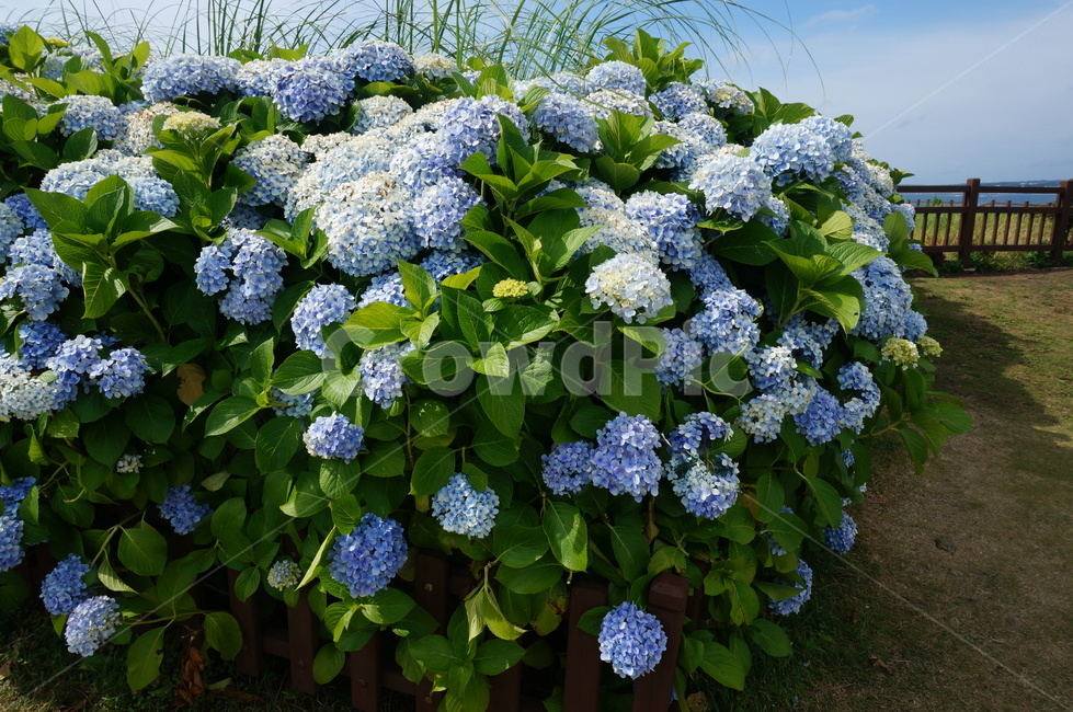 수국,꽃,파란꽃,자연,예쁨,식물,자연,plants,nature,꽃,flower