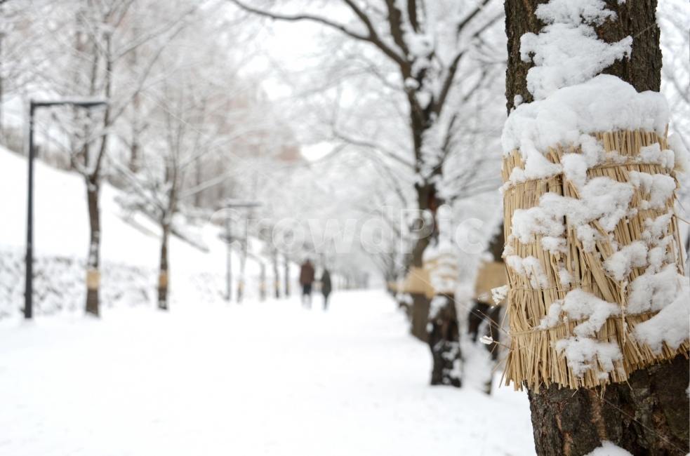 겨울이미지,눈길,연인,데이트,산책,겨울,계절,winter,season,식물,자연,plants,nature,나무,trees,wood