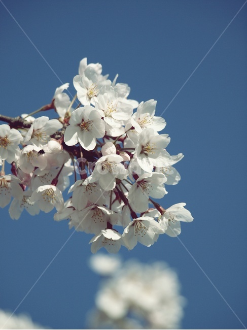 하늘,벚꽃,봄,plant,식물,blossom,꽃,flower,식물,자연,plants,nature,꽃,flower