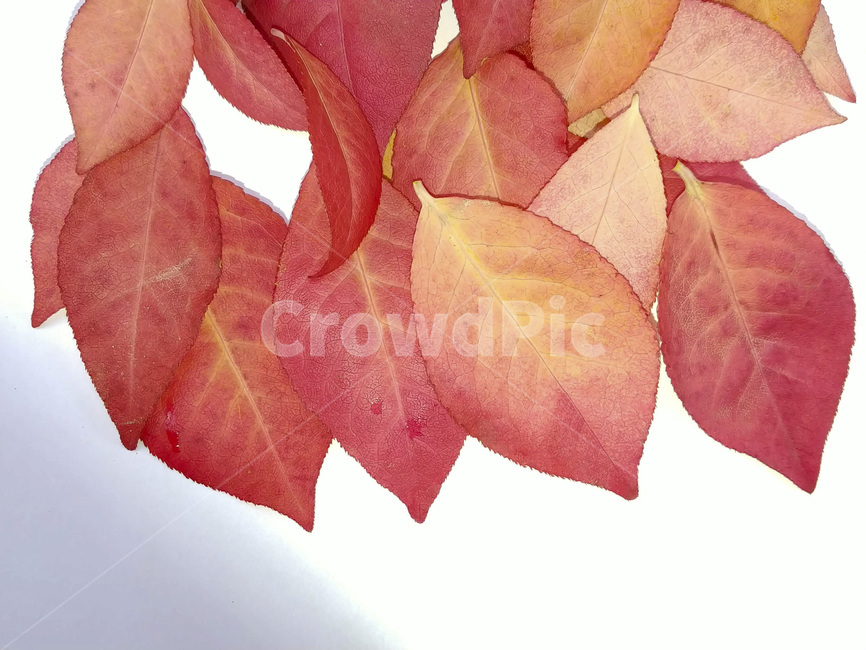 단풍잎,나뭇잎,가을,잎,낙엽,식물,autumn,leaf,leaves,maple,fall,plant,계절,season,가을,계절,fall,autumn,season,식물,자연,plants,nature