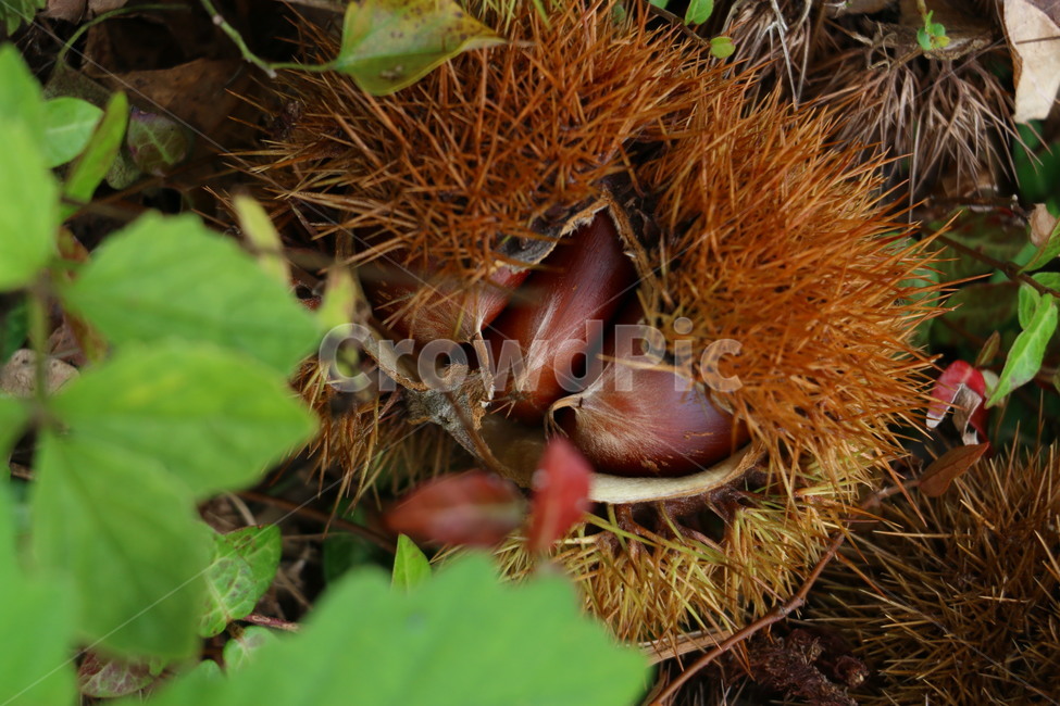 알밤,가을,밤,밤색,가시,가을,계절,fall,autumn,season,과일,열매,fruit,plant,식물,food,음식,nut,너트,vegetable,야채,grain,곡물,seed,씨